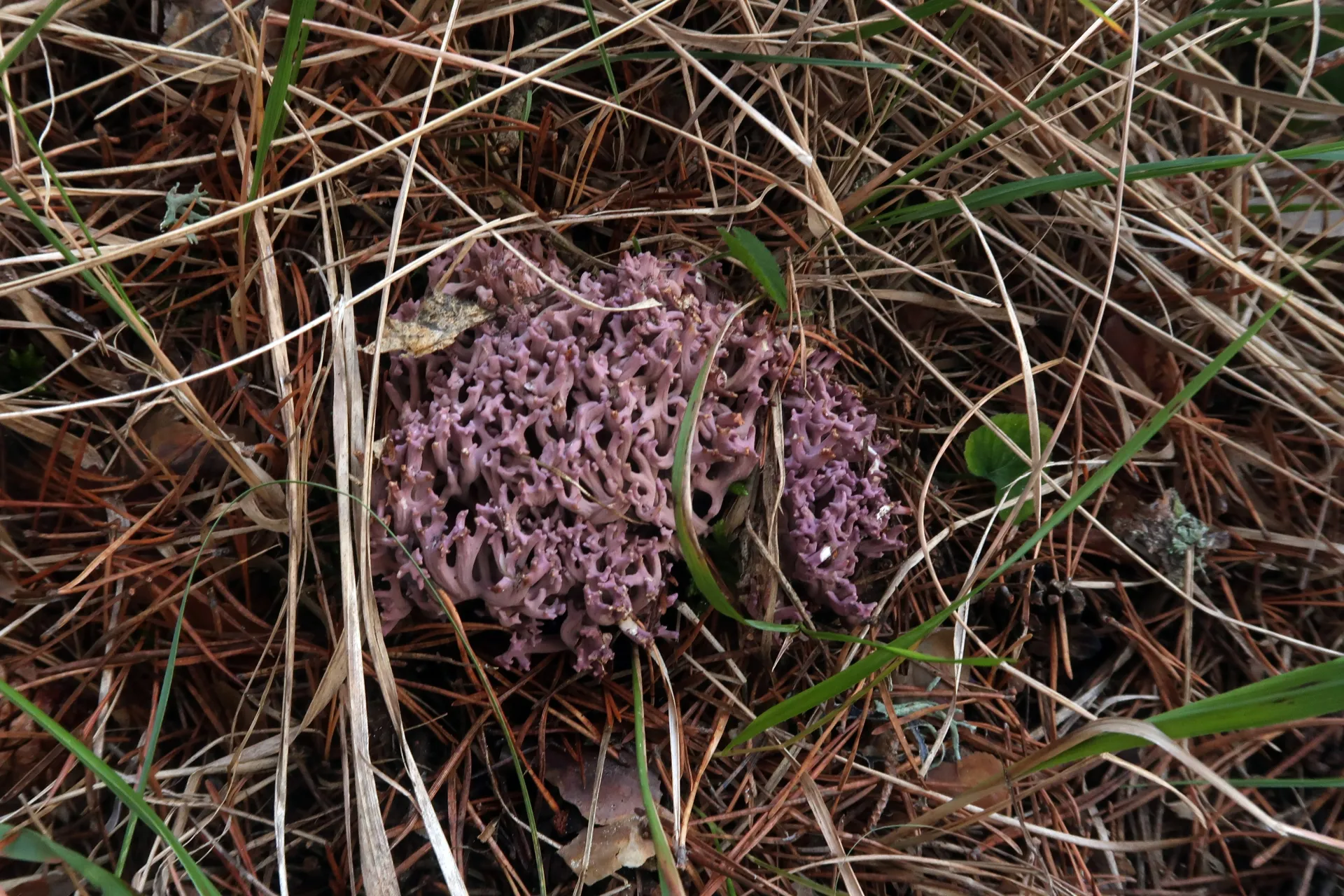 Ramaria cedretorum - 1 - IMG_8304